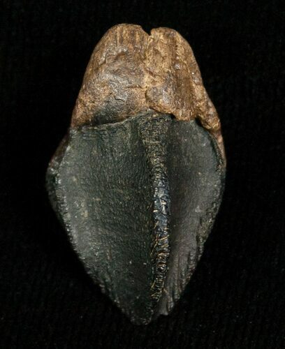 Unerupted Triceratops Tooth Crown #5706